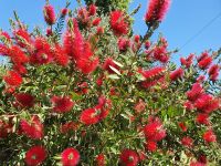 Apulien, Flaschenputzerstrauch im Itratal