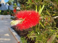 Apulien, Flaschenputzer...