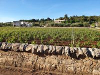 Apulien, Selva di Fasano, Trockenmauer und Weinanbau