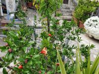 Basilikata, Matera, Granatapfel