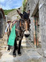 Tag 5 - Gegenverkehr auf unserem Weg.jpg