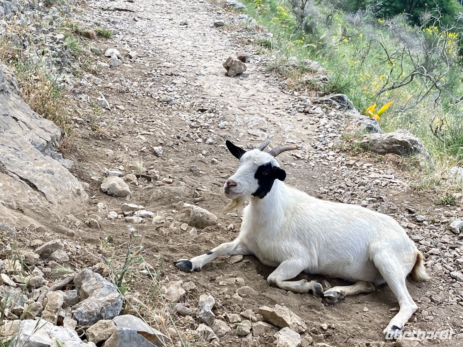 Tag 6 - Wegbegleiter.jpg