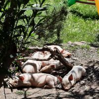 106 Ferkels des Agrarhofes.jpg