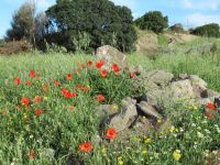 196 Westküste Sardinien.JPG