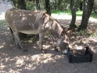 286 Orgosolo Esel.JPG