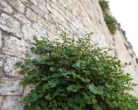 Karpern aus der Mauer Pisa