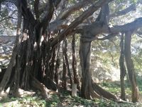 ein Wunder-Baum: großblättrige Feige im Park des Parco Archeologico in Siracusa