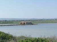 sehr viele Flamingos