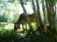 Auch die Kuh sucht Schatten!