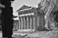 Antikes Paestum - Poseidontempel