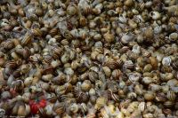 Sizilien - Markt in Catania