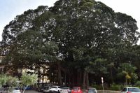 Sizilien -Ein riesiger Gummibaum in Palermo