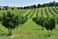 Piemont - Haselnuss-Plantagen