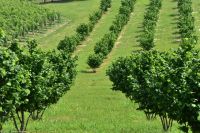 Piemont - Haselnuss-Plantagen