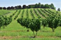 Piemont - Haselnuss-Plantagen
