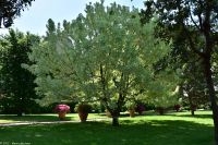 Rom - Vatikanische Gärten