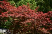 Rom - Vatikanische Gärten