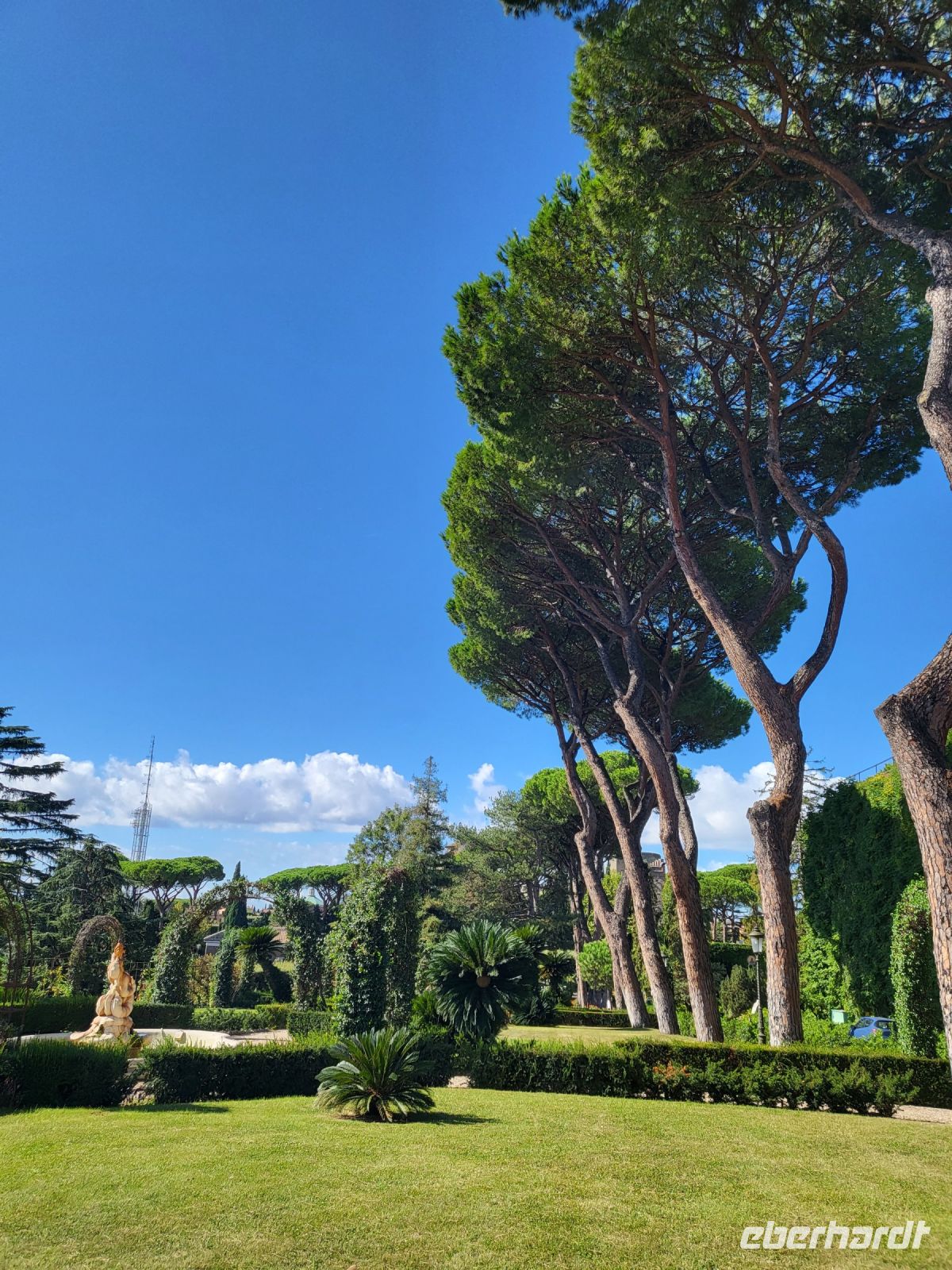Schirmpinien entlang des franzöischen Gartens in den Vatikanischen Gärten