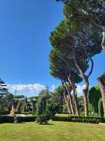 Schirmpinien entlang des franzöischen Gartens in den Vatikanischen Gärten
