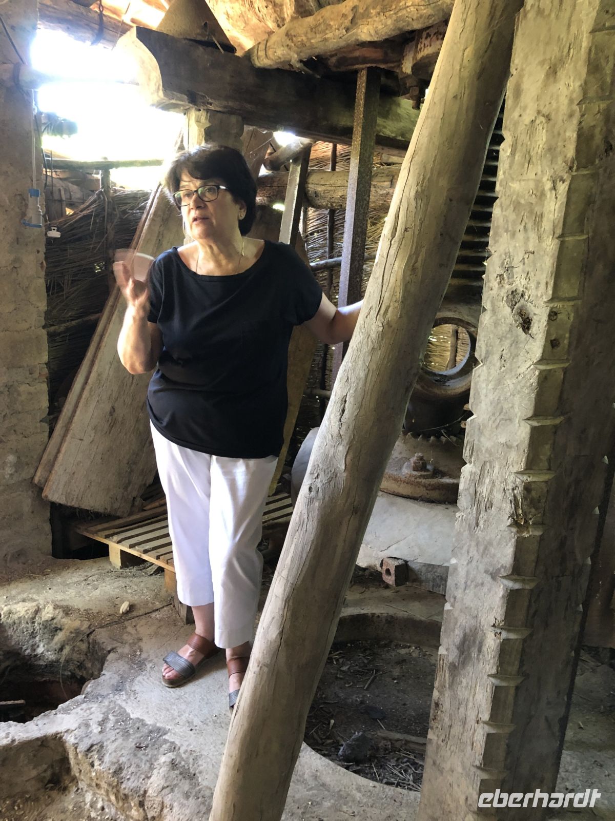 Rosa in der Olivenmühle