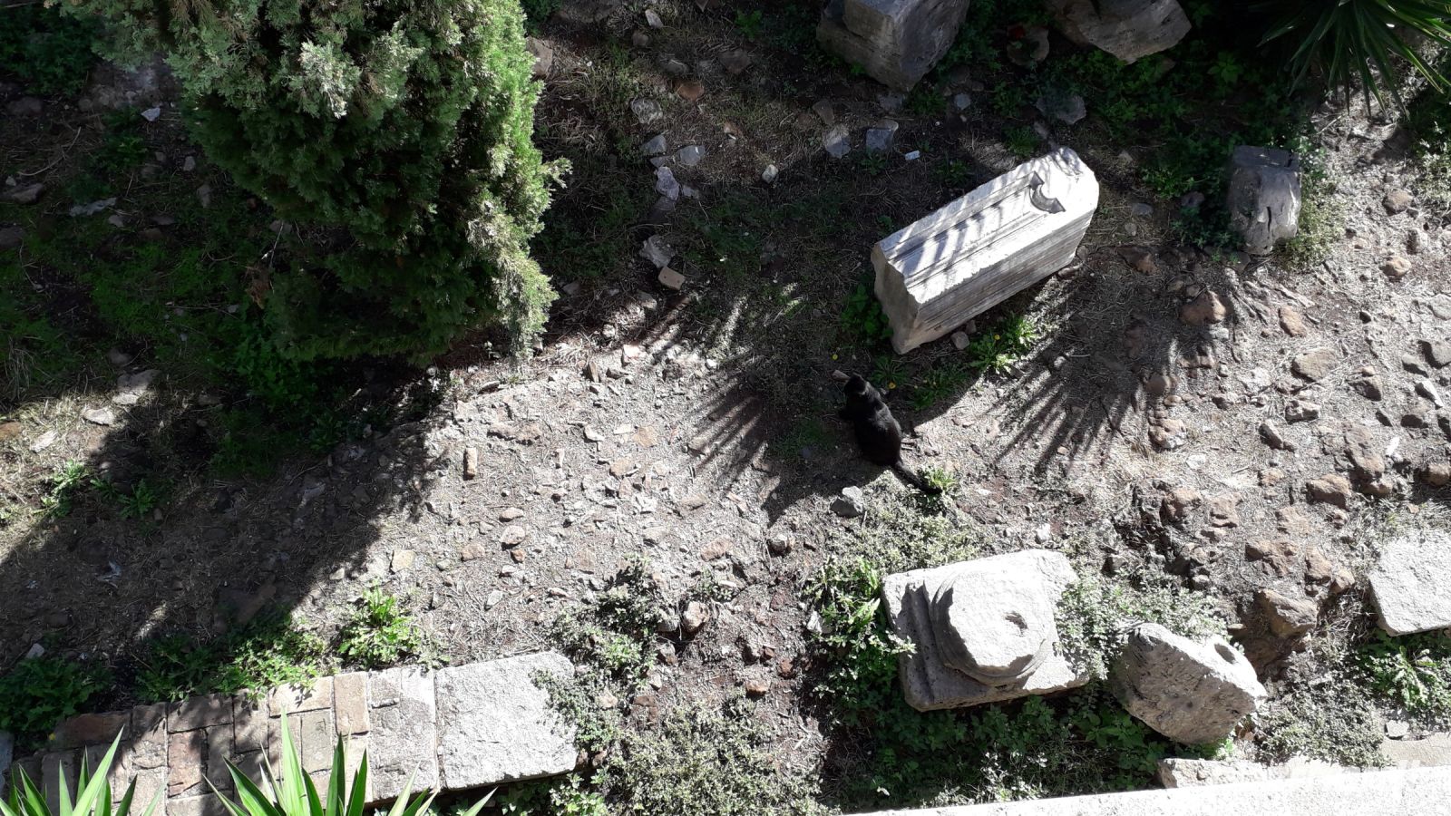 Die Katzen in den Ruinen am Largo di Torre Argentina