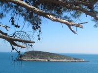 Apulien-Gargano- Insel und die Gehölzer.JPG