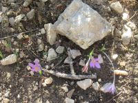 Apulien-Gargano-die ersten Blümchen.JPG