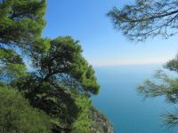 Apulien-Gargano-Die Kiefern und das Meer.JPG