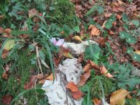 Apulien-Foresta Umbra - die kleine Orchidee.JPG