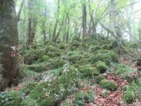 Apulien-Foresta Umbra - die kleinen Moosberge.JPG