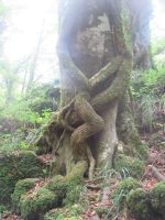 Apulien-Foresta Umbra - wer hat es den so geflochten....JPG