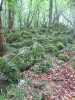 Apulien-Foresta Umbra-.JPG