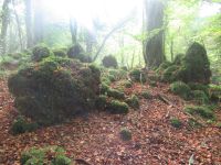 Apulien-Foresta Umbra-die grünen Moosberge.JPG