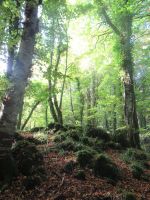 Apulien-Foresta Umbra-die Sonne blinzelt durch.JPG