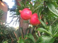 Granatälfel vor unserem Hoteleingang.JPG