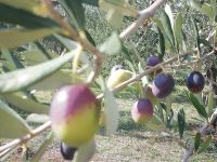 Apulien - das Land der Oliven.jpg