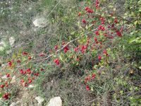 Auf dem Weg - die Früchte der Natur.JPG