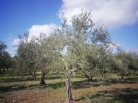 Castel del Monte - der Weg über die Olivenhaine.jpg