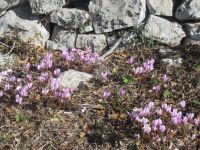 Valle d`Itria - zwischen den Steinen so eine Blütenpracht.JPG