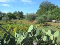 Valle d´ Itria -Kakteen, Olivenbäume säumen den Weg.JPG