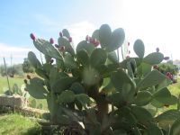 Valle d´I tria Feigenkakteen.JPG