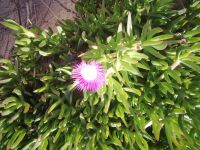 Apulien - Inder Nähe vom Strand von Vieste.jpg