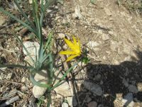 Wanderung zu Gravina Schlucht - die gelben Blümchen.JPG