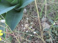 Die kleinen Schnecken.JPG