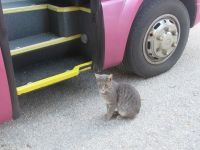 Ich möchte auch mit zum Ausflug.JPG