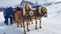 Pferdeschlitten Seiser Alm