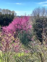 Judas Baum, Frühling in Rom
