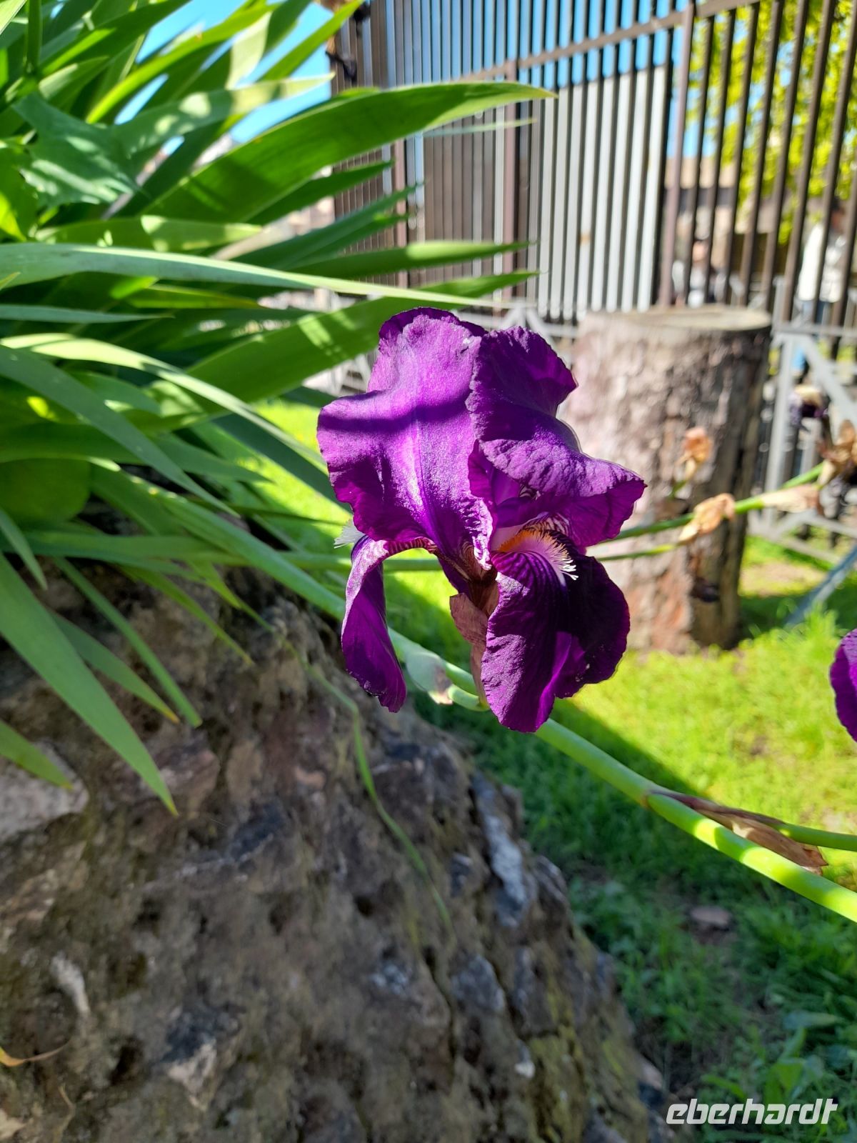 Iris Blüte am Palatin