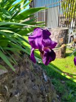 Iris Blüte am Palatin