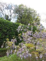 Glyzinien im Forum Romanum
